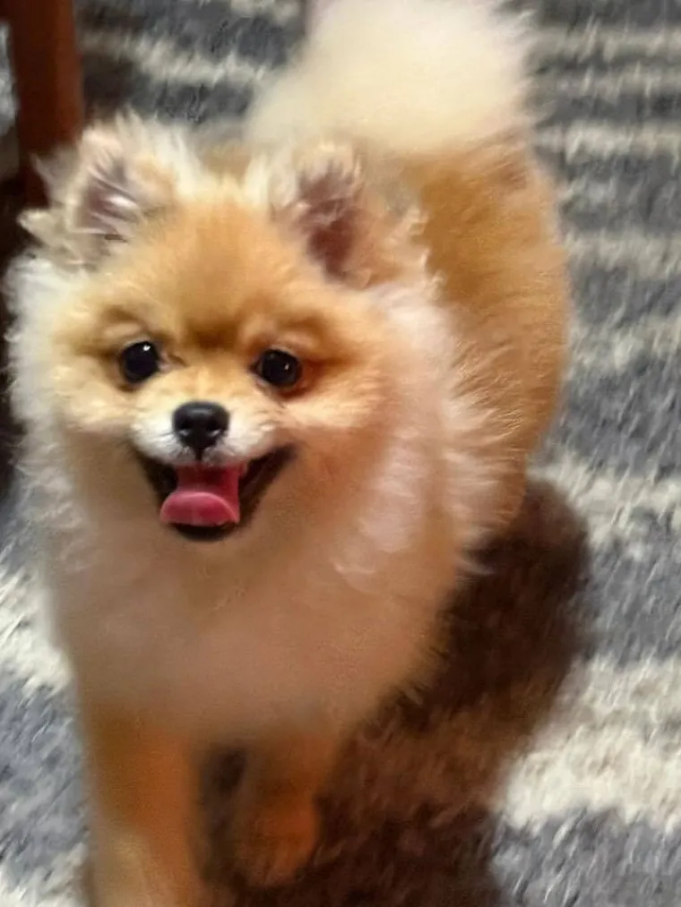 Ovo su va&scaron;e fotografije: Poznati po bujnom krznu i temperamentu najslađi su kradljivci čarapa