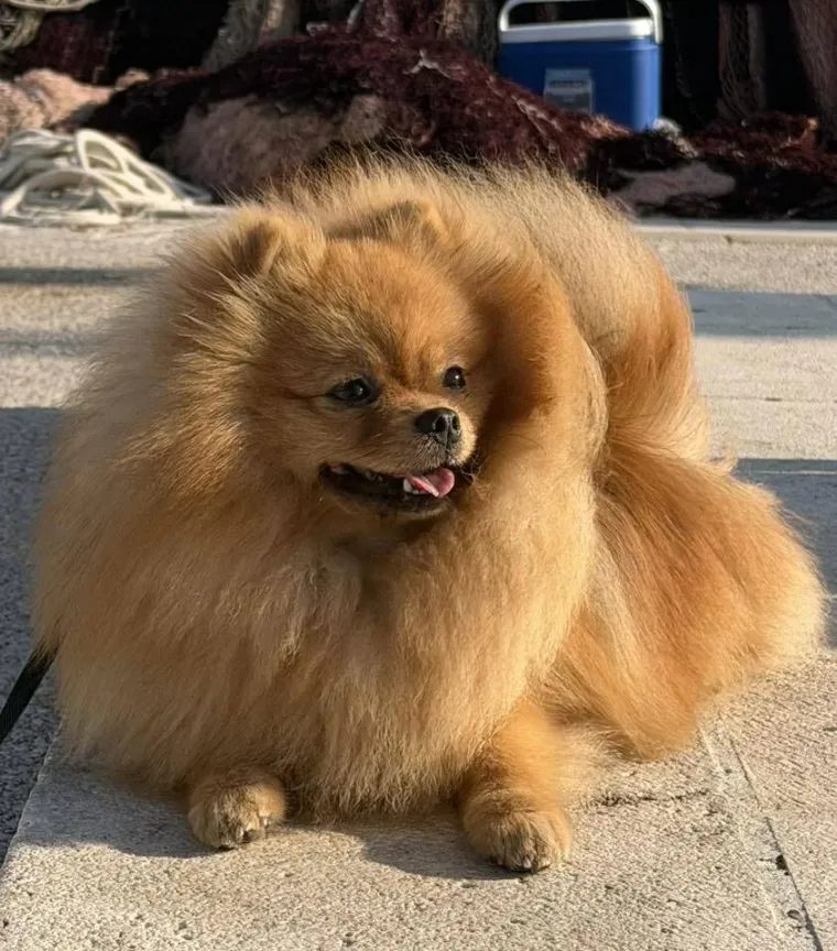 Ovo su va&scaron;e fotografije: Poznati po bujnom krznu i temperamentu najslađi su kradljivci čarapa