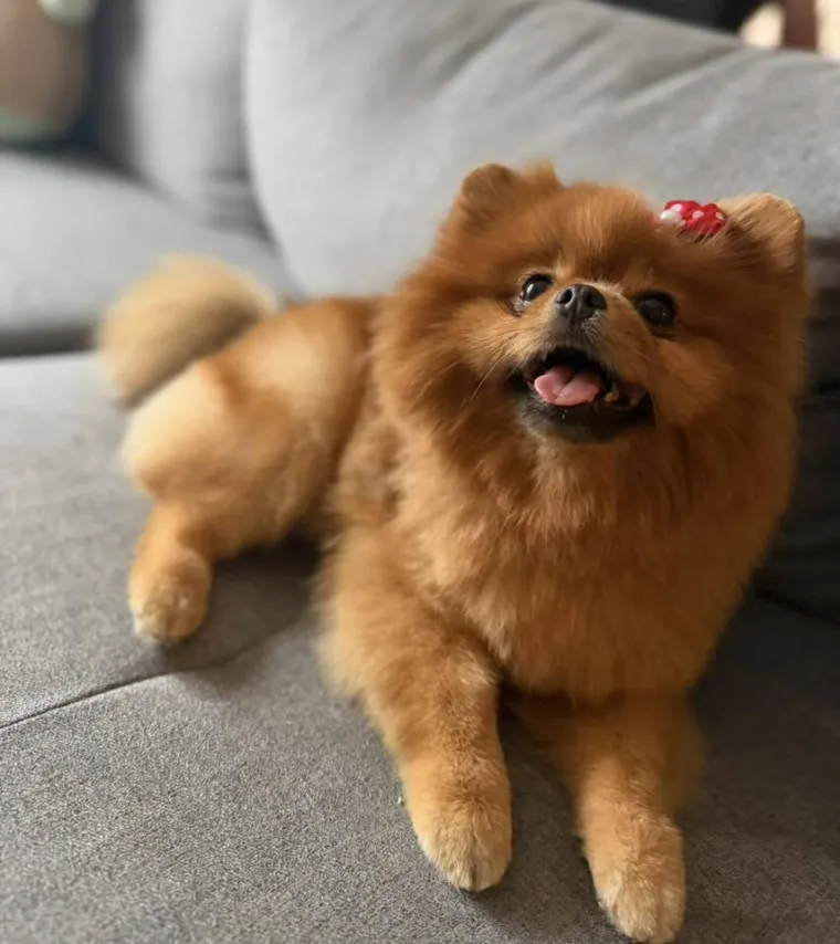 Ovo su va&scaron;e fotografije: Poznati po bujnom krznu i temperamentu najslađi su kradljivci čarapa