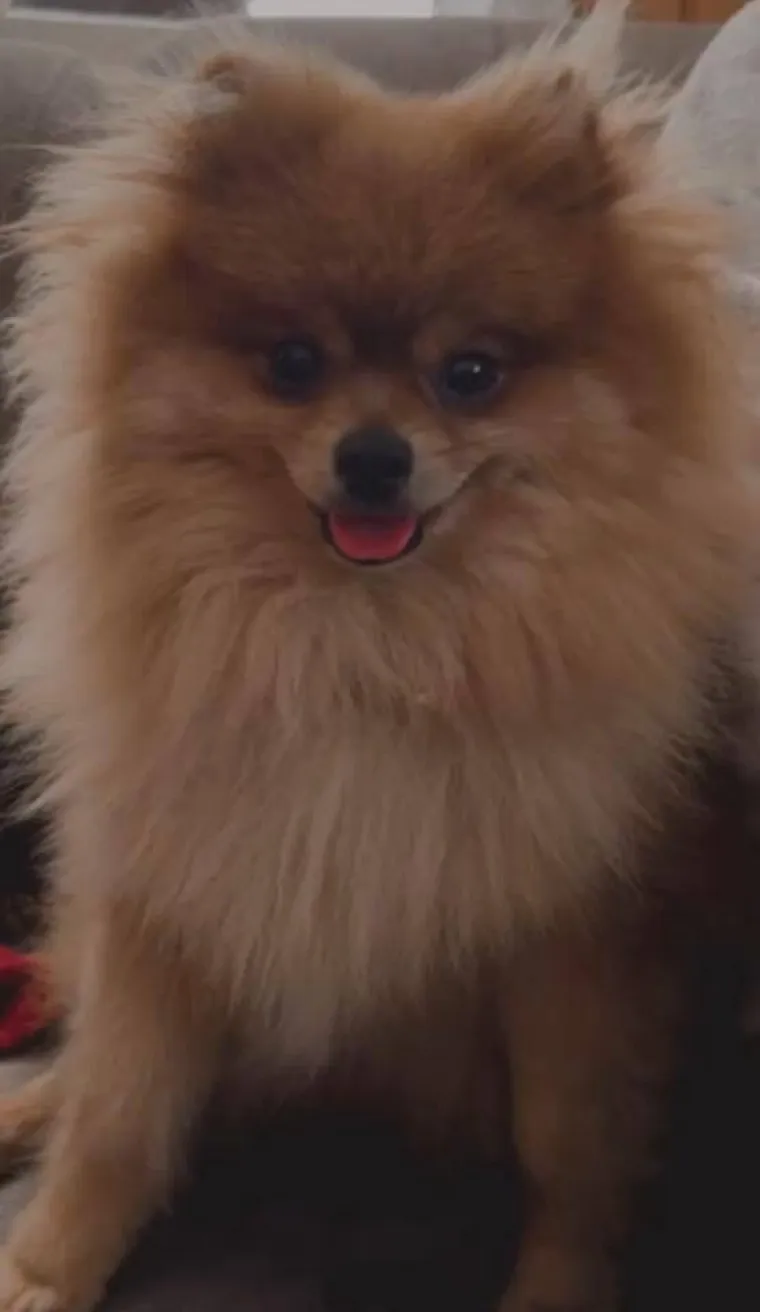 Ovo su va&scaron;e fotografije: Poznati po bujnom krznu i temperamentu najslađi su kradljivci čarapa