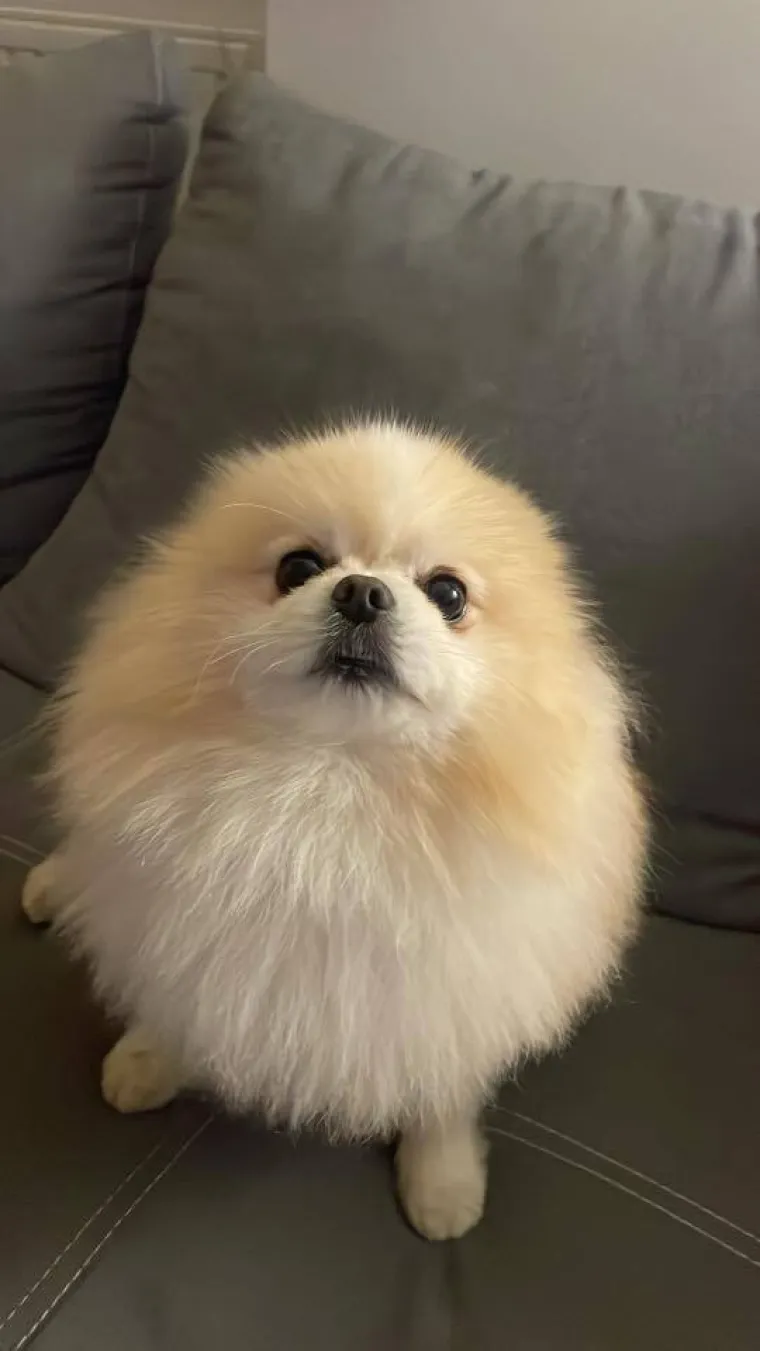 Ovo su va&scaron;e fotografije: Poznati po bujnom krznu i temperamentu najslađi su kradljivci čarapa