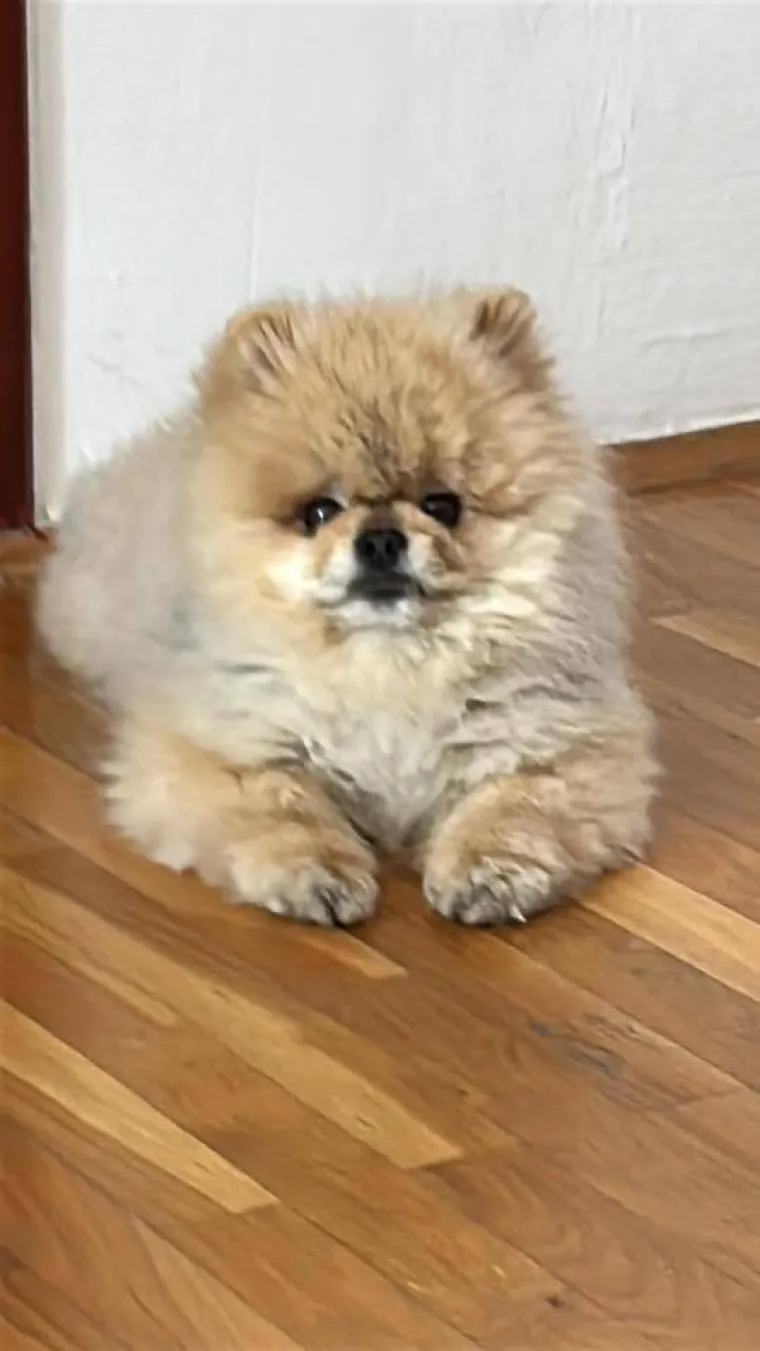 Ovo su va&scaron;e fotografije: Poznati po bujnom krznu i temperamentu najslađi su kradljivci čarapa