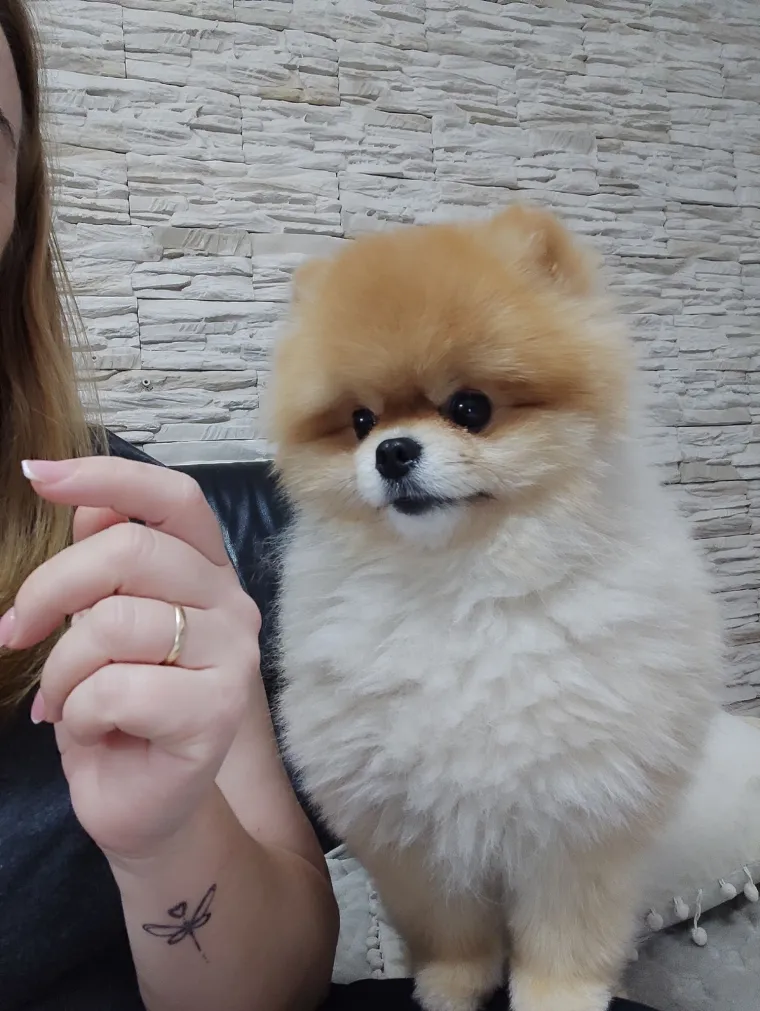 Ovo su va&scaron;e fotografije: Poznati po bujnom krznu i temperamentu najslađi su kradljivci čarapa