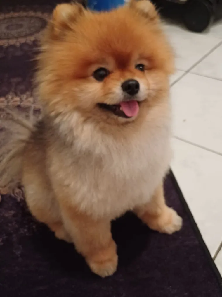 Ovo su va&scaron;e fotografije: Poznati po bujnom krznu i temperamentu najslađi su kradljivci čarapa