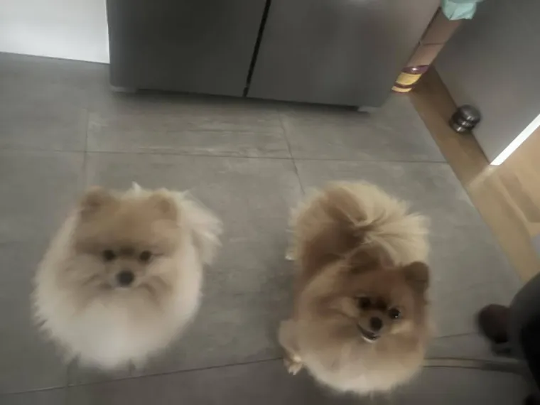 Ovo su va&scaron;e fotografije: Poznati po bujnom krznu i temperamentu najslađi su kradljivci čarapa