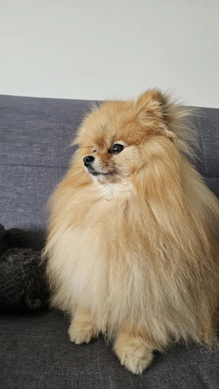 Ovo su va&scaron;e fotografije: Poznati po bujnom krznu i temperamentu najslađi su kradljivci čarapa