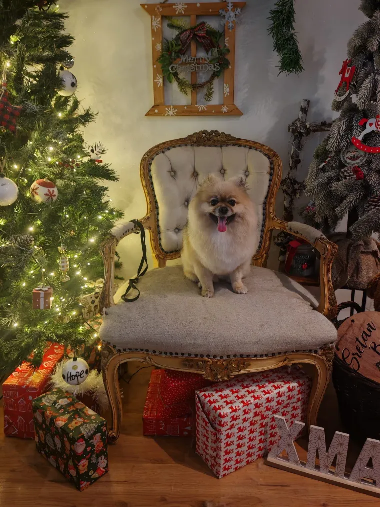 Ovo su va&scaron;e fotografije: Poznati po bujnom krznu i temperamentu najslađi su kradljivci čarapa
