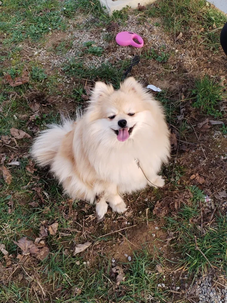 Ovo su va&scaron;e fotografije: Poznati po bujnom krznu i temperamentu najslađi su kradljivci čarapa