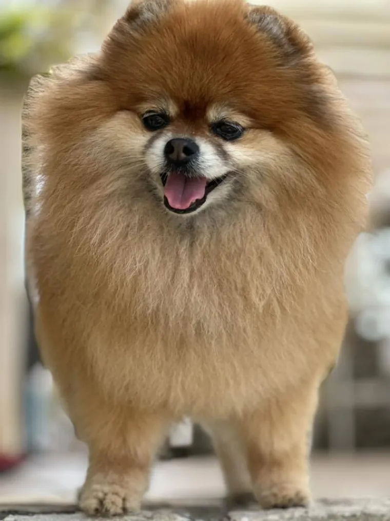 Ovo su va&scaron;e fotografije: Poznati po bujnom krznu i temperamentu najslađi su kradljivci čarapa