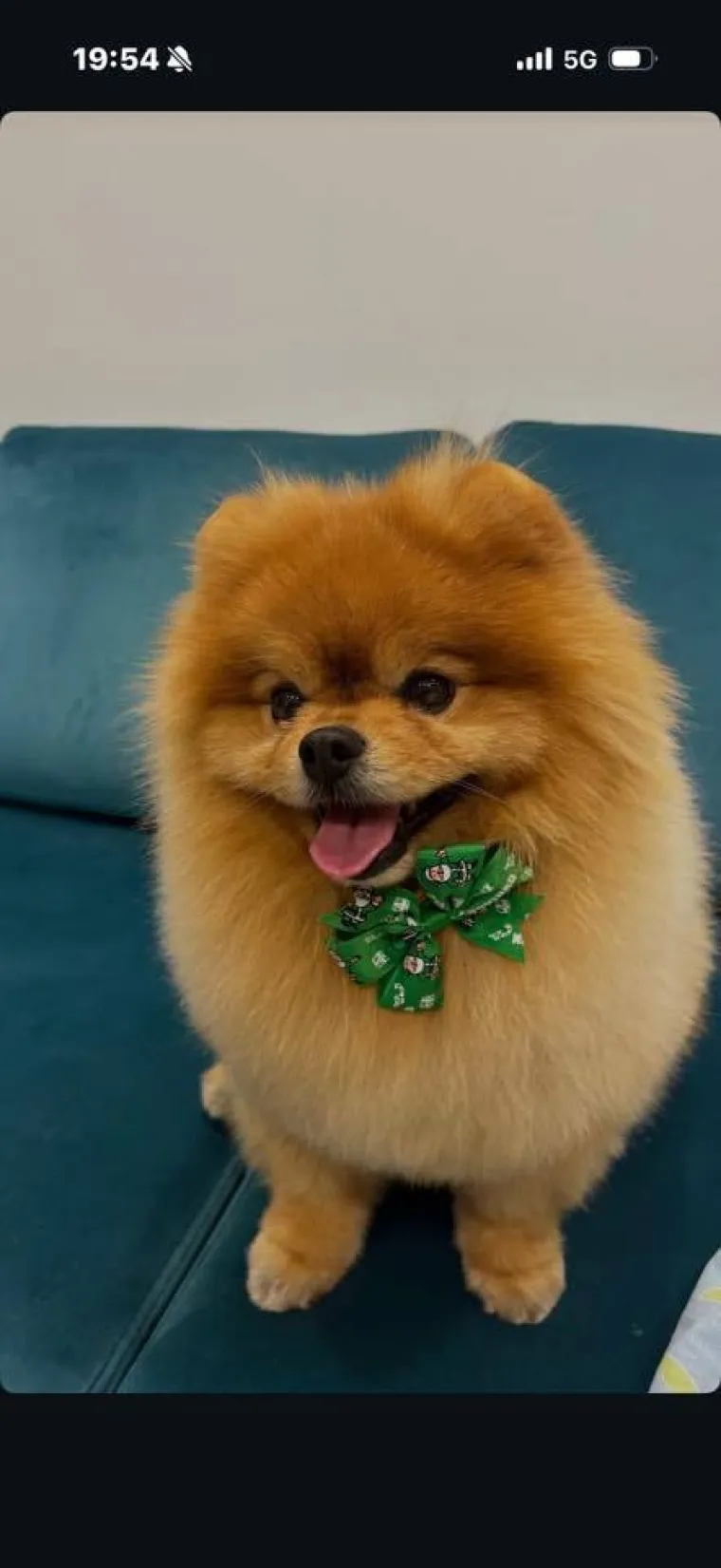 Ovo su va&scaron;e fotografije: Poznati po bujnom krznu i temperamentu najslađi su kradljivci čarapa