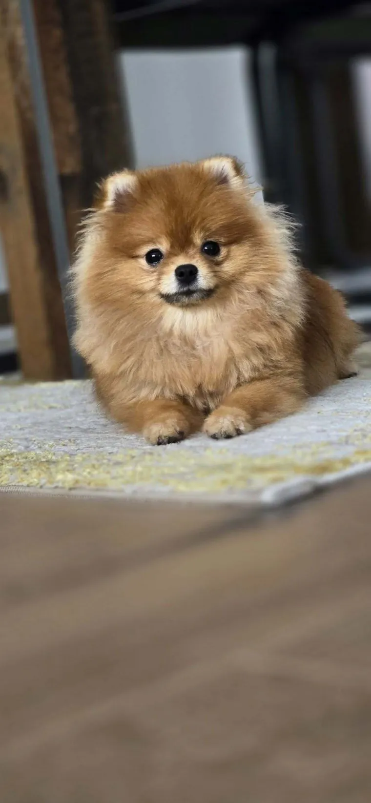 Ovo su va&scaron;e fotografije: Poznati po bujnom krznu i temperamentu najslađi su kradljivci čarapa