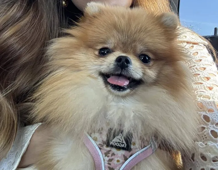 Ovo su va&scaron;e fotografije: Poznati po bujnom krznu i temperamentu najslađi su kradljivci čarapa