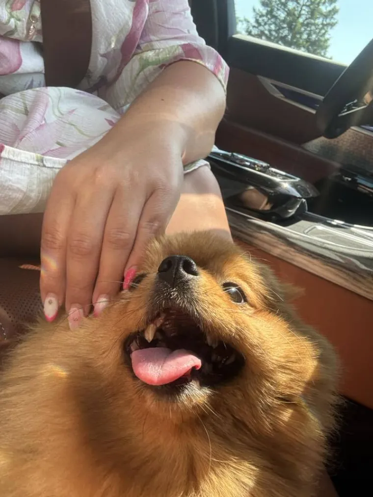 Ovo su va&scaron;e fotografije: Poznati po bujnom krznu i temperamentu najslađi su kradljivci čarapa