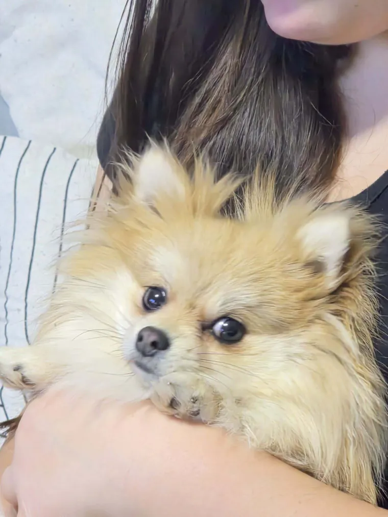 Ovo su va&scaron;e fotografije: Poznati po bujnom krznu i temperamentu najslađi su kradljivci čarapa