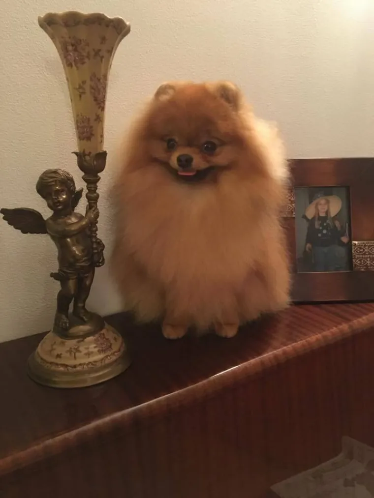 Ovo su va&scaron;e fotografije: Poznati po bujnom krznu i temperamentu najslađi su kradljivci čarapa