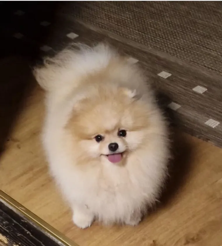 Ovo su va&scaron;e fotografije: Poznati po bujnom krznu i temperamentu najslađi su kradljivci čarapa