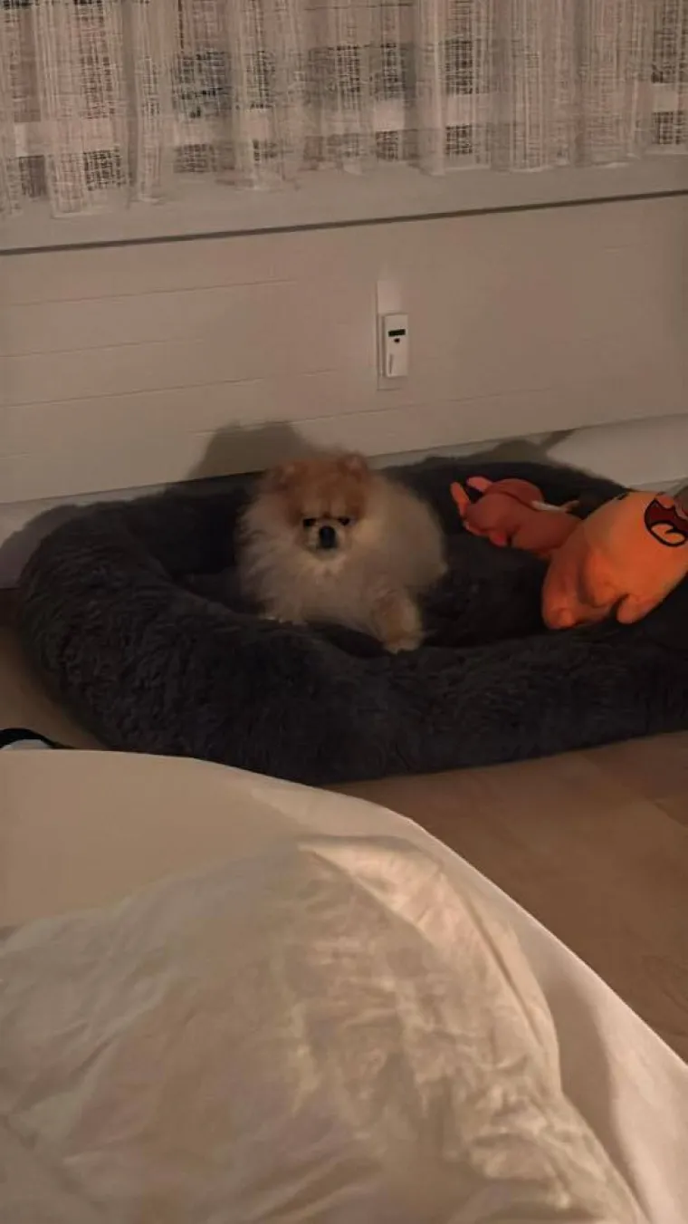 Ovo su va&scaron;e fotografije: Poznati po bujnom krznu i temperamentu najslađi su kradljivci čarapa