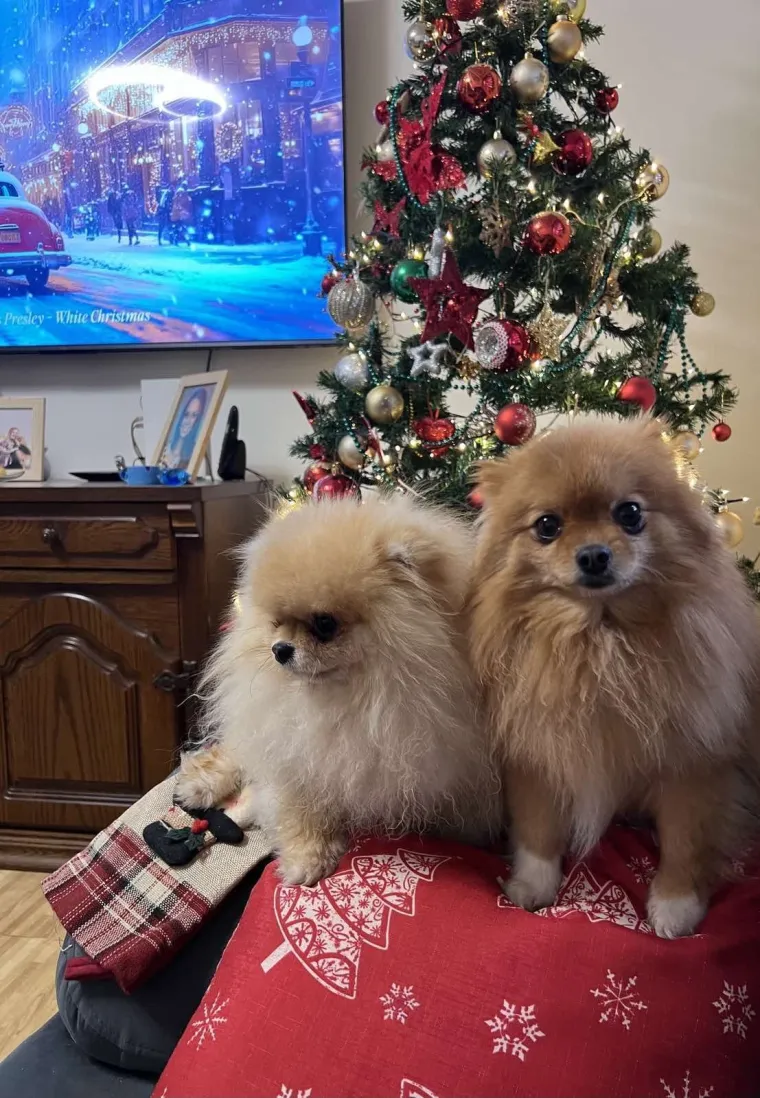 Ovo su va&scaron;e fotografije: Poznati po bujnom krznu i temperamentu najslađi su kradljivci čarapa