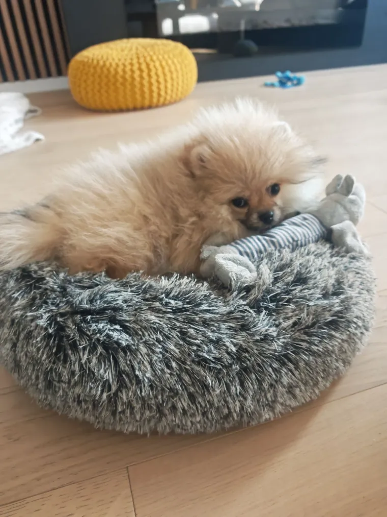 Ovo su va&scaron;e fotografije: Poznati po bujnom krznu i temperamentu najslađi su kradljivci čarapa