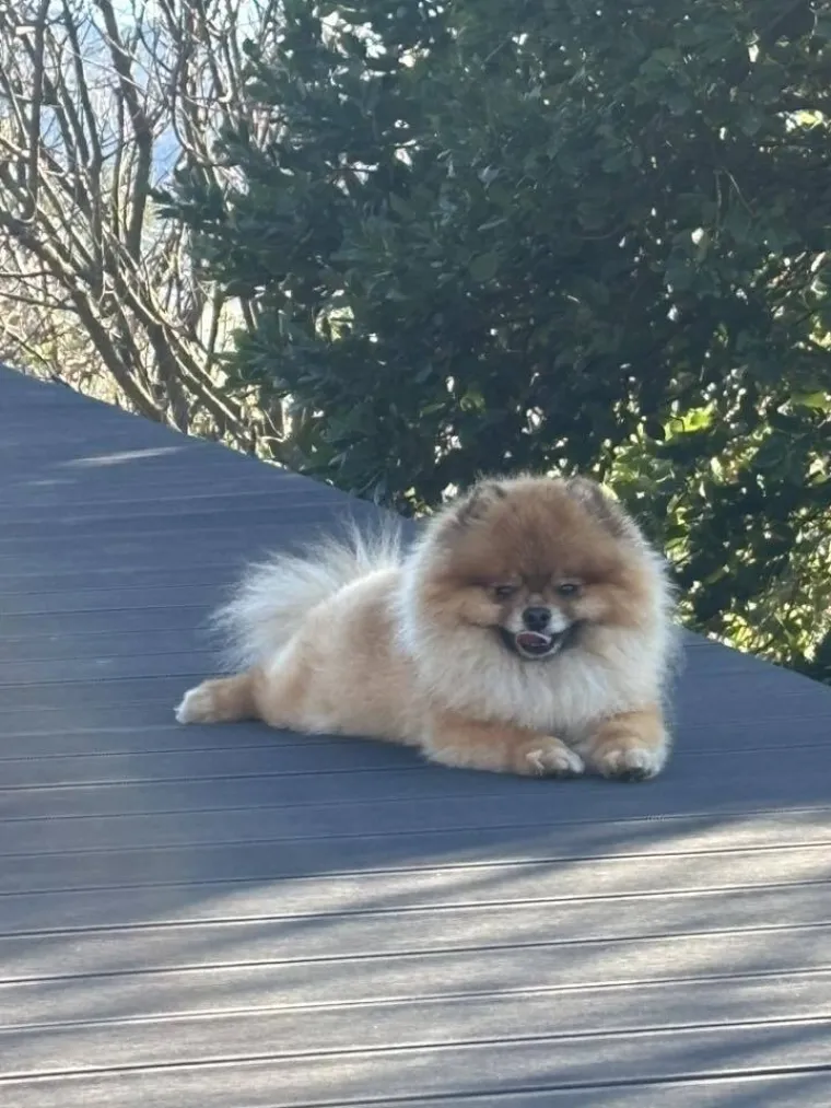 Ovo su va&scaron;e fotografije: Poznati po bujnom krznu i temperamentu najslađi su kradljivci čarapa