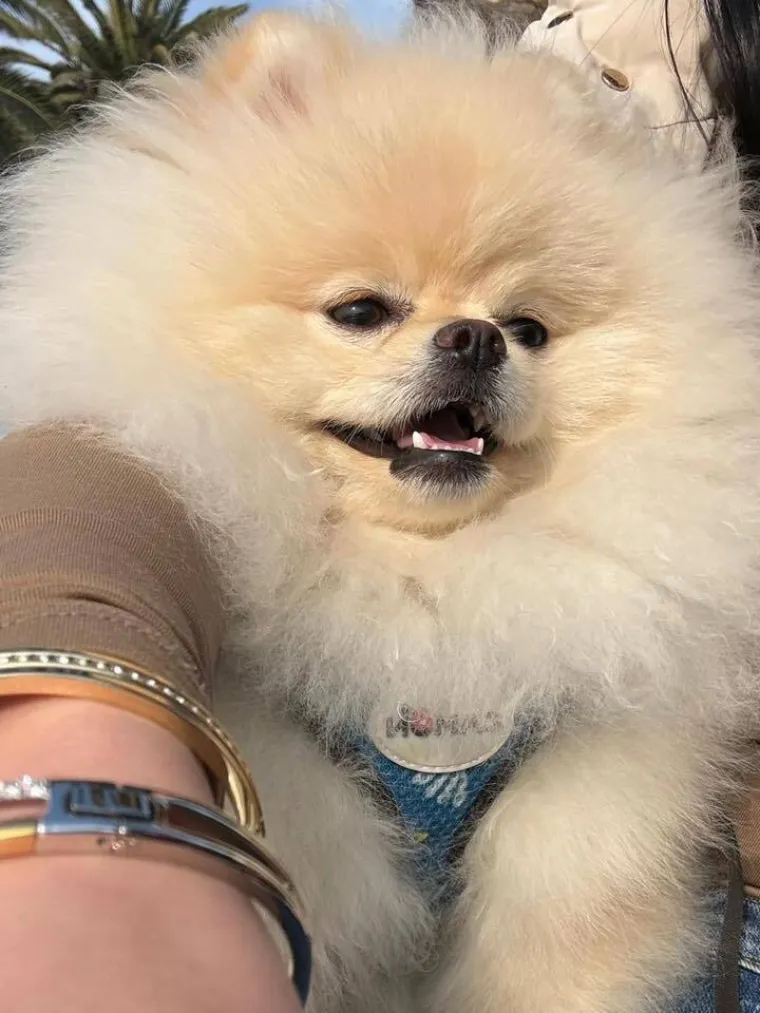 Ovo su va&scaron;e fotografije: Poznati po bujnom krznu i temperamentu najslađi su kradljivci čarapa