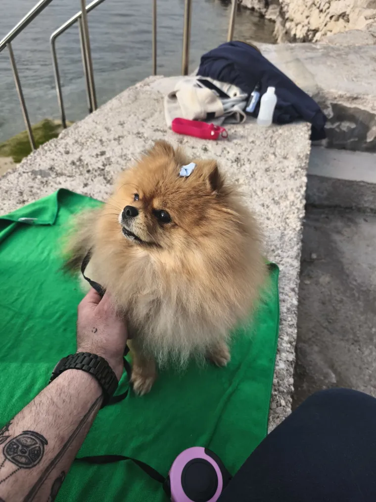 Ovo su va&scaron;e fotografije: Poznati po bujnom krznu i temperamentu najslađi su kradljivci čarapa