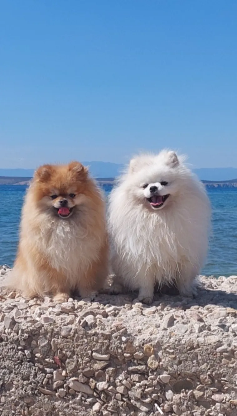 Ovo su va&scaron;e fotografije: Poznati po bujnom krznu i temperamentu najslađi su kradljivci čarapa