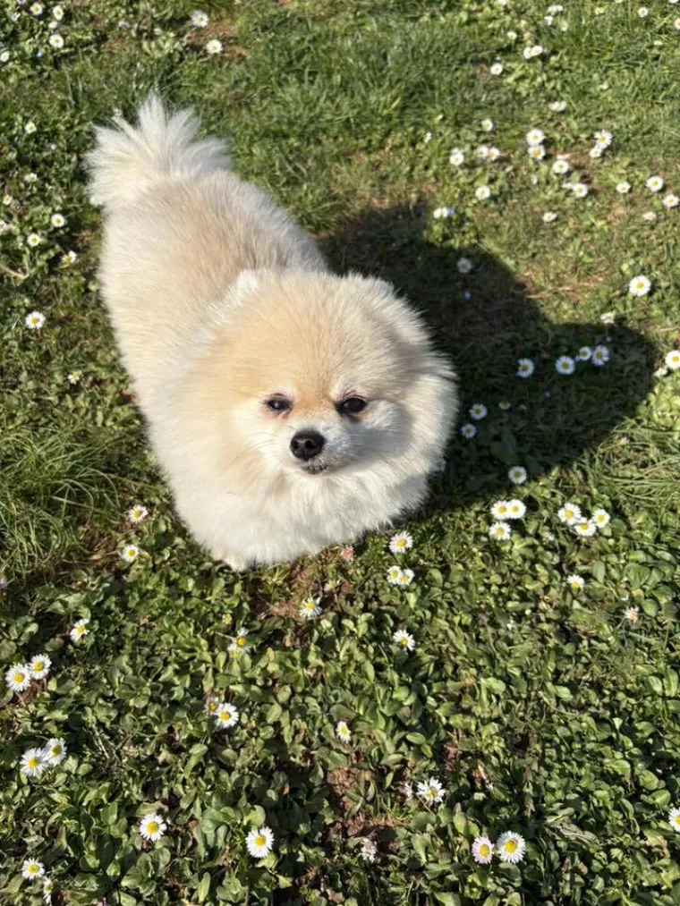 Ovo su va&scaron;e fotografije: Poznati po bujnom krznu i temperamentu najslađi su kradljivci čarapa