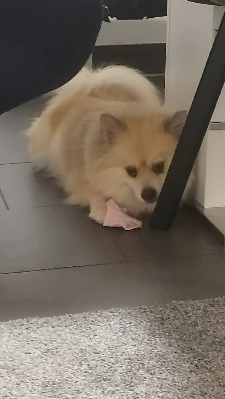 Ovo su va&scaron;e fotografije: Poznati po bujnom krznu i temperamentu najslađi su kradljivci čarapa