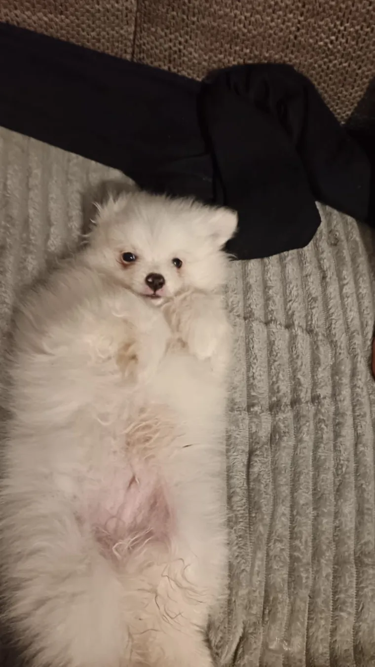 Ovo su va&scaron;e fotografije: Poznati po bujnom krznu i temperamentu najslađi su kradljivci čarapa