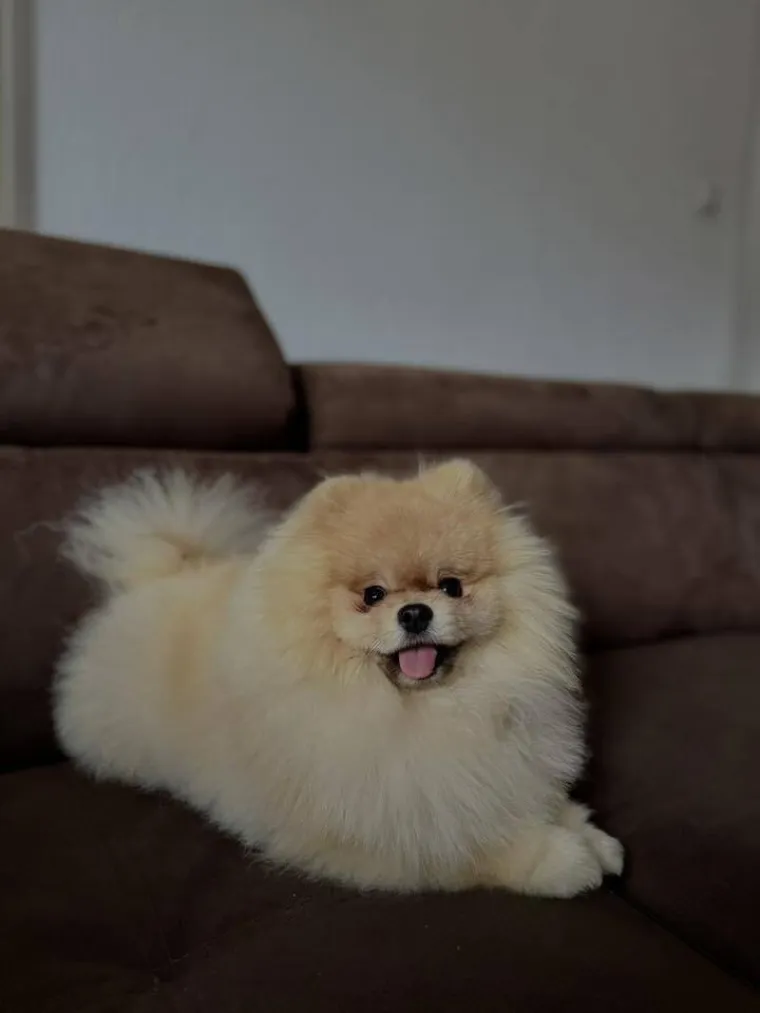 Ovo su va&scaron;e fotografije: Poznati po bujnom krznu i temperamentu najslađi su kradljivci čarapa