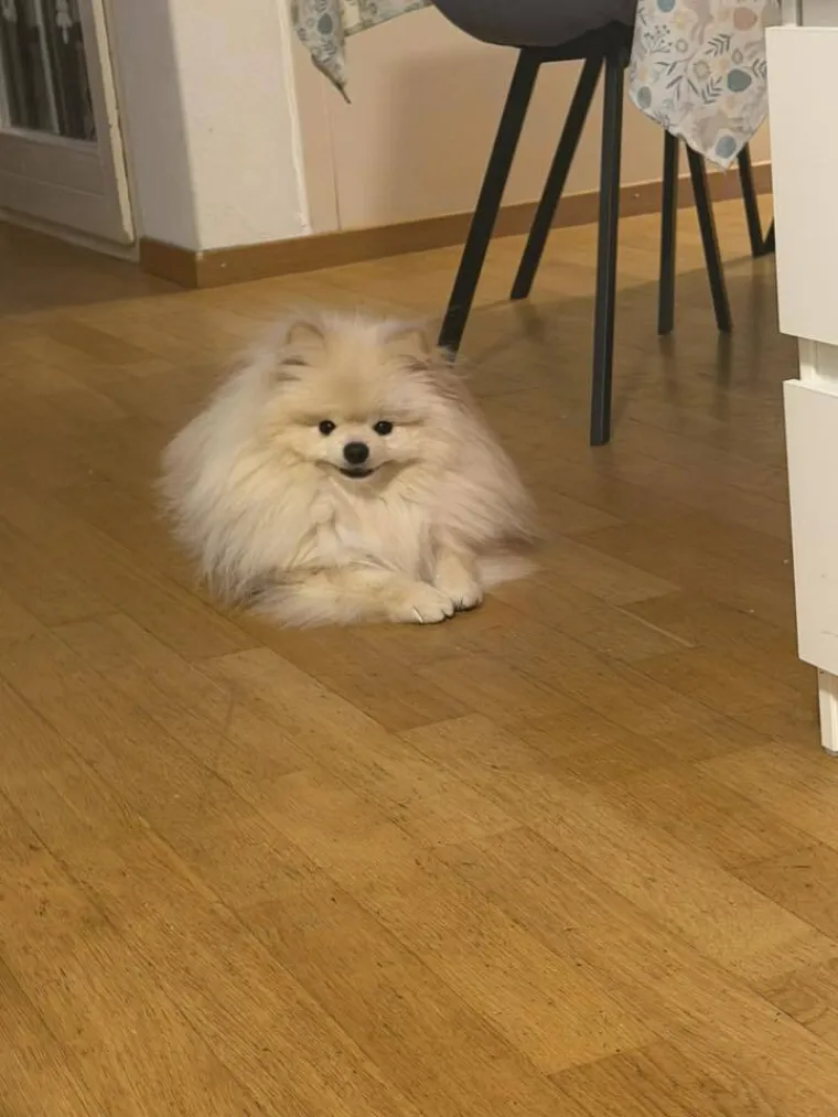 Ovo su va&scaron;e fotografije: Poznati po bujnom krznu i temperamentu najslađi su kradljivci čarapa