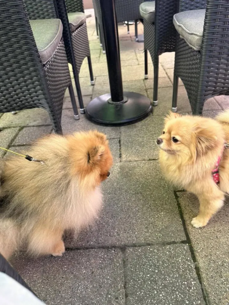 Ovo su va&scaron;e fotografije: Poznati po bujnom krznu i temperamentu najslađi su kradljivci čarapa