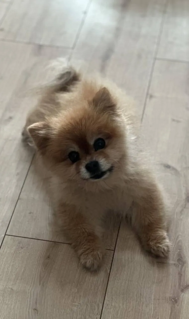 Ovo su va&scaron;e fotografije: Poznati po bujnom krznu i temperamentu najslađi su kradljivci čarapa