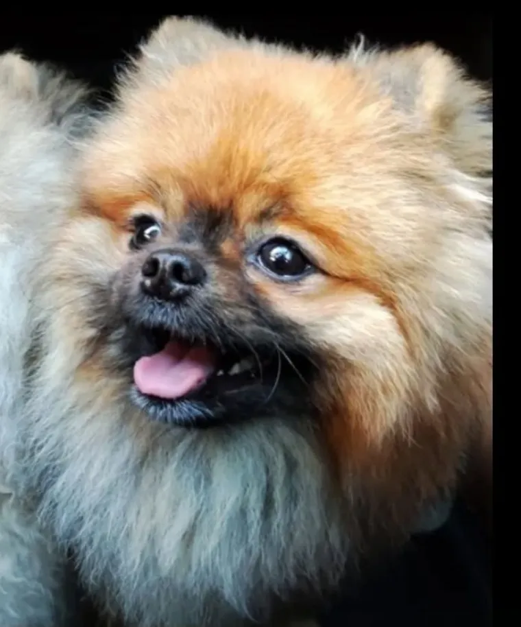 Ovo su va&scaron;e fotografije: Poznati po bujnom krznu i temperamentu najslađi su kradljivci čarapa