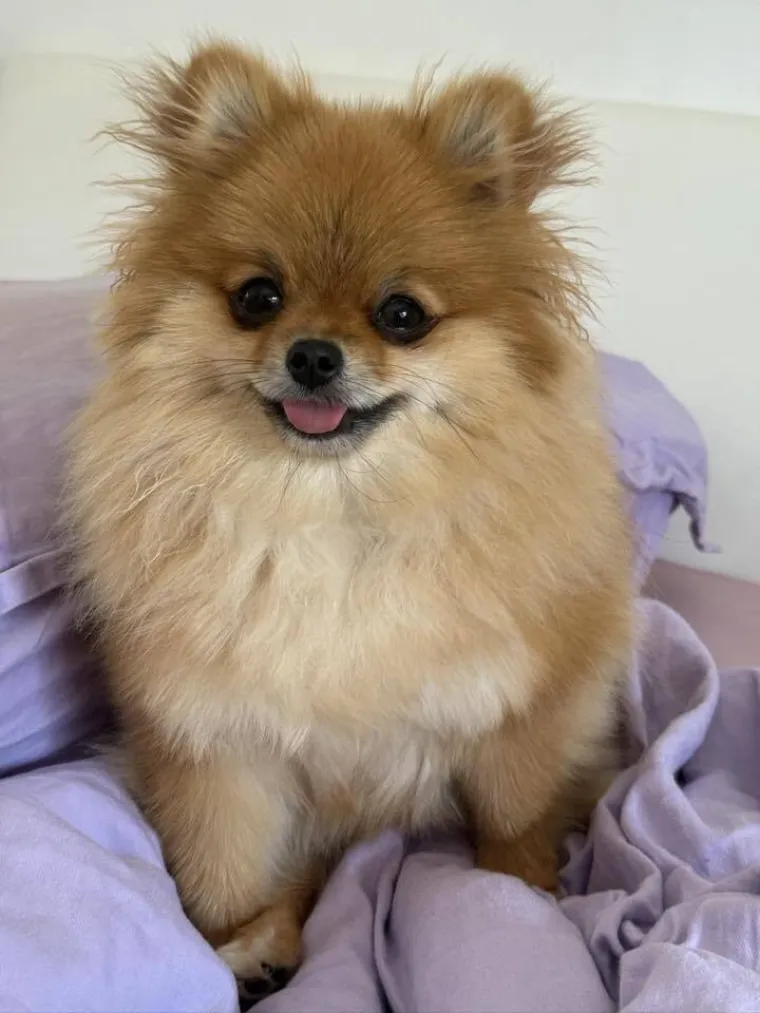 Ovo su va&scaron;e fotografije: Poznati po bujnom krznu i temperamentu najslađi su kradljivci čarapa