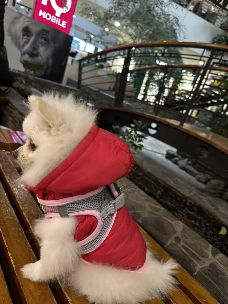 Ovo su va&scaron;e fotografije: Poznati po bujnom krznu i temperamentu najslađi su kradljivci čarapa