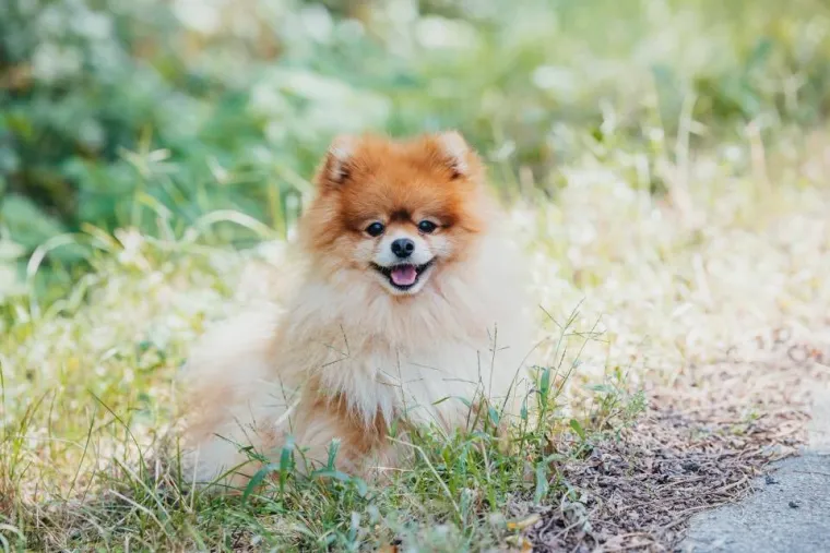 Ovo su va&scaron;e fotografije: Poznati po bujnom krznu i temperamentu najslađi su kradljivci čarapa