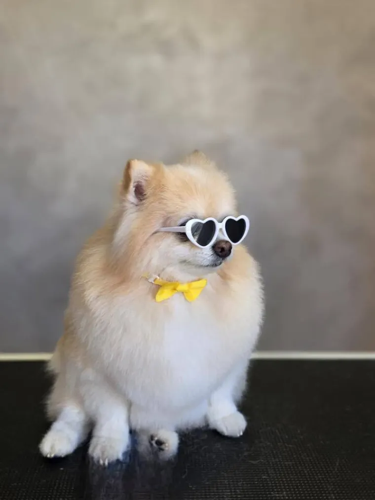 Ovo su va&scaron;e fotografije: Poznati po bujnom krznu i temperamentu najslađi su kradljivci čarapa