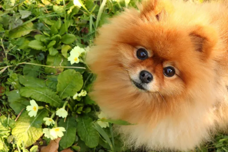 Ovo su va&scaron;e fotografije: Poznati po bujnom krznu i temperamentu najslađi su kradljivci čarapa