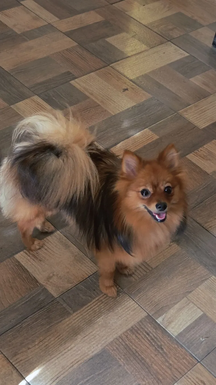 Ovo su va&scaron;e fotografije: Poznati po bujnom krznu i temperamentu najslađi su kradljivci čarapa