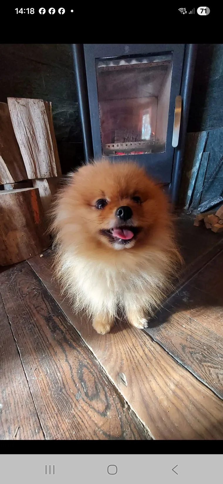 Ovo su va&scaron;e fotografije: Poznati po bujnom krznu i temperamentu najslađi su kradljivci čarapa