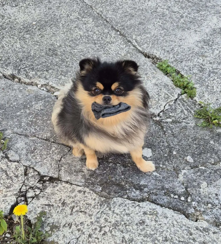 Ovo su va&scaron;e fotografije: Poznati po bujnom krznu i temperamentu najslađi su kradljivci čarapa