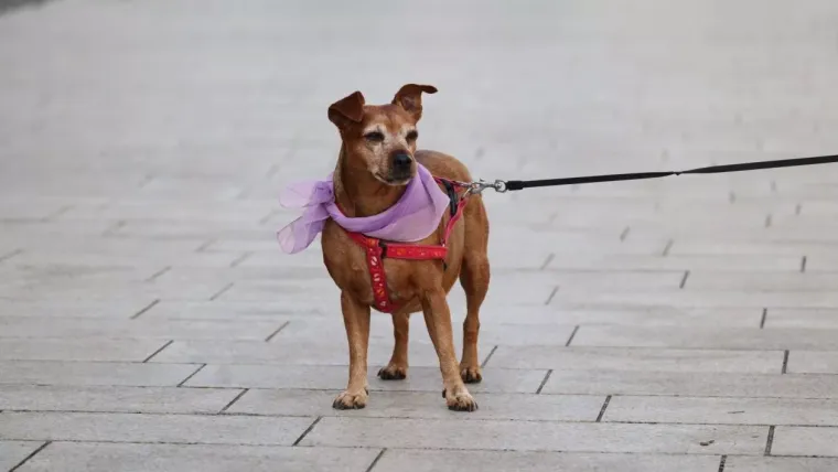 Svi su gledali u nasmijanu brinetu na &scaron;pici u Čakovcu: Njezin outfit pun je pogodak