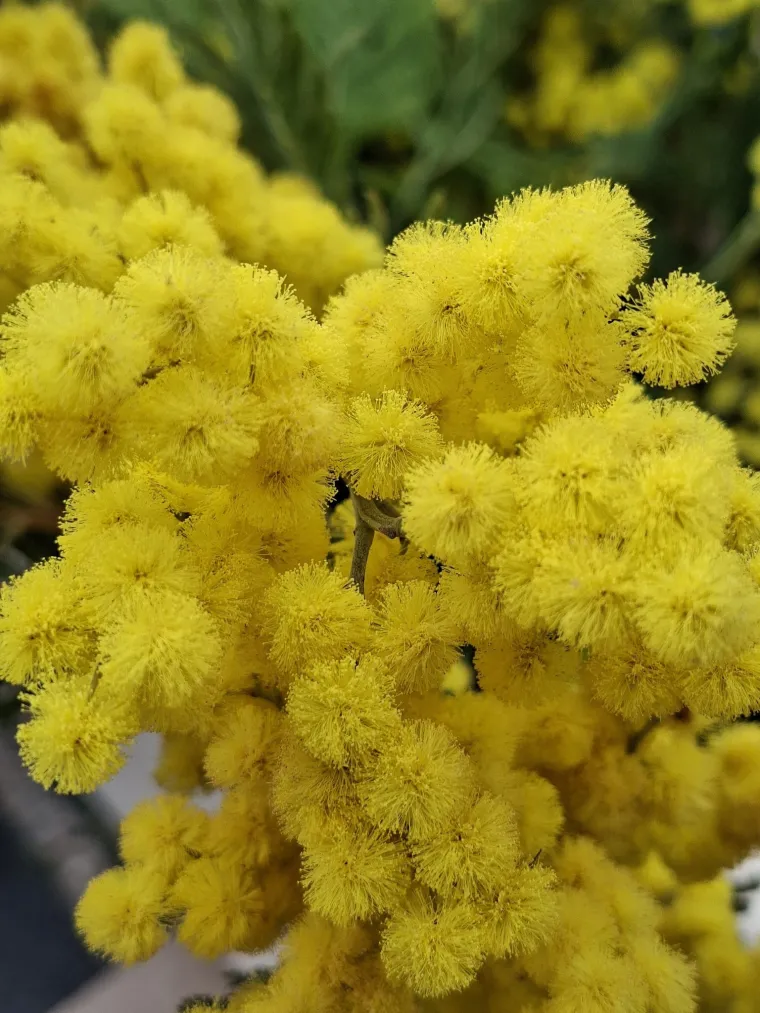 Biljka koja privlači pažnju. Uživajte u najljep&scaron;im prizorima stvorenima va&scaron;im objektivima