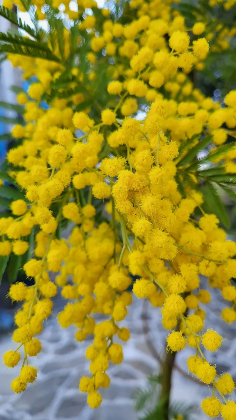 Biljka koja privlači pažnju. Uživajte u najljep&scaron;im prizorima stvorenima va&scaron;im objektivima