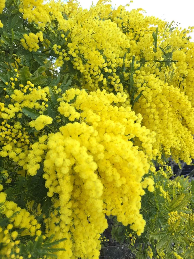 Biljka koja privlači pažnju. Uživajte u najljep&scaron;im prizorima stvorenima va&scaron;im objektivima