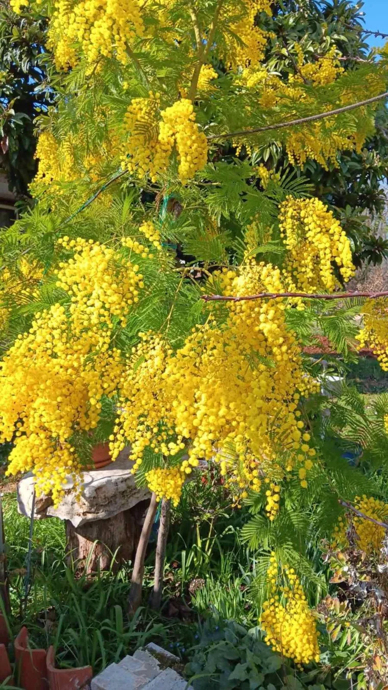 Biljka koja privlači pažnju. Uživajte u najljep&scaron;im prizorima stvorenima va&scaron;im objektivima