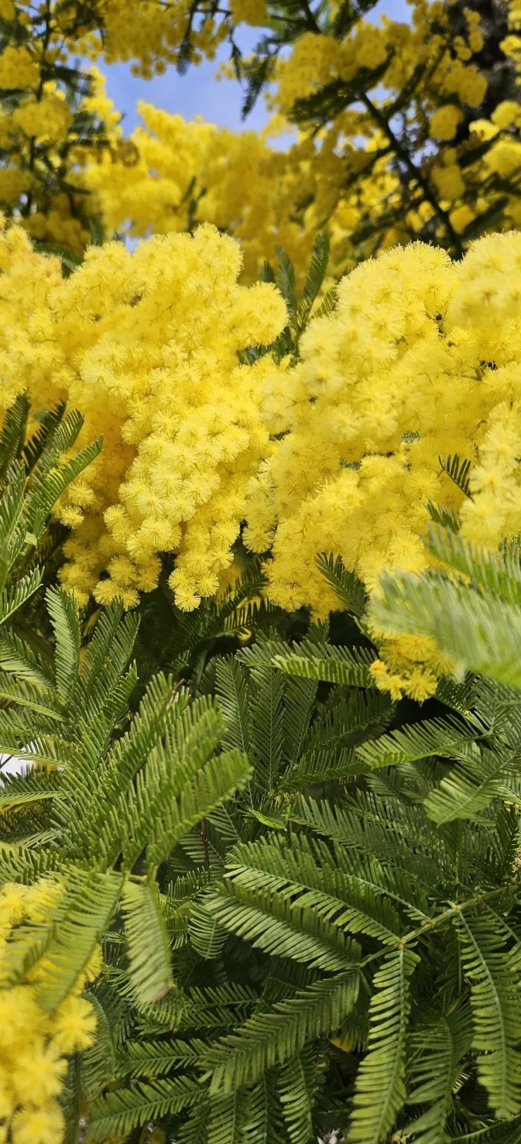 Biljka koja privlači pažnju. Uživajte u najljep&scaron;im prizorima stvorenima va&scaron;im objektivima