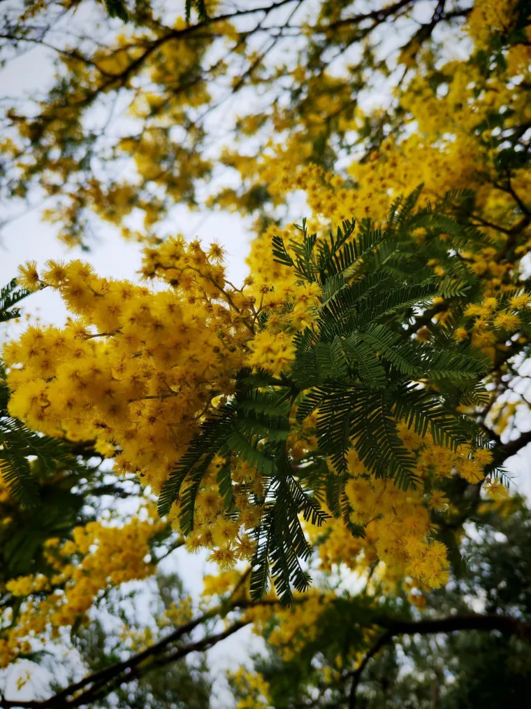 Biljka koja privlači pažnju. Uživajte u najljep&scaron;im prizorima stvorenima va&scaron;im objektivima